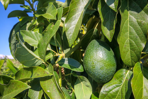 istock Green fresh avocado tree, Alanya / Turkey 1803719630