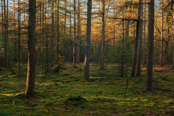 istock Pine forest with mossy ground on sunny day in autumn. 1803719635