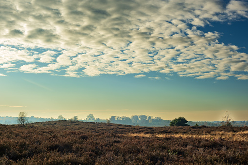Misty rolling heathland under a blue sky with some clouds in autumn.