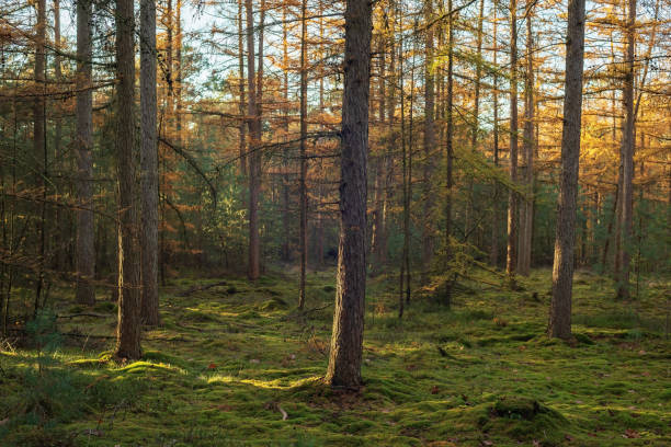 istock Pine forest with mossy ground on sunny day in autumn. 1803719644