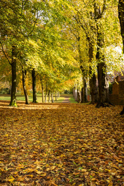 istock public park with leaves in autumn 1803729997