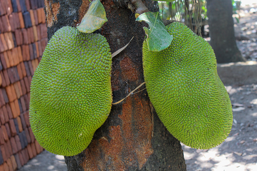 jackfruit hanging on the tree