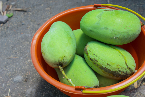 freshly picked young mangoes in a bucket