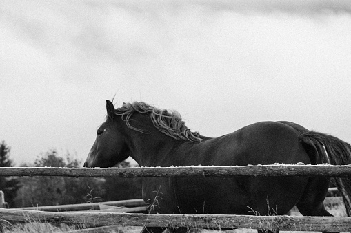 Image of a horse running across a fenced field. Black and white image of a horse grazing in a pasture. Observation of the animal world. Can be used as banner background, wallpaper