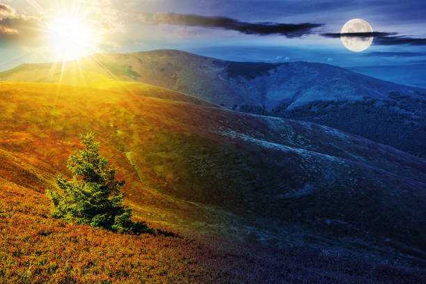 istock spruce tree on a hillside in summer with sun and moon at twilight 1803757060