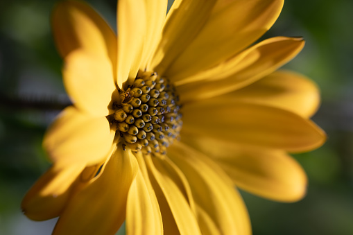 Brilliant yellow bicolor close up of a daisy type flower (Oseoperumum ecklonis)
