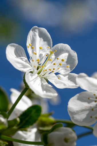 Blurred white sakura and cherry flowers blossom in spring landscape garden in blue sky banner background with copy space.