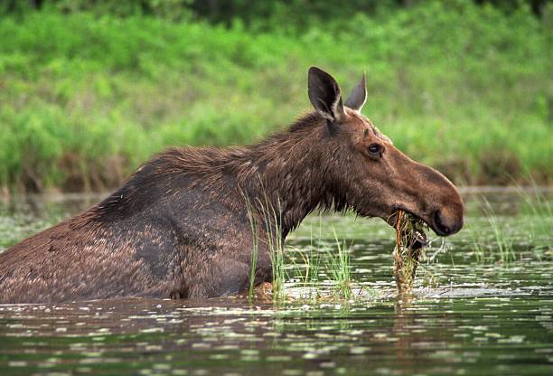 Maine Moose Alces alces cow moose stock pictures, royalty-free photos & images