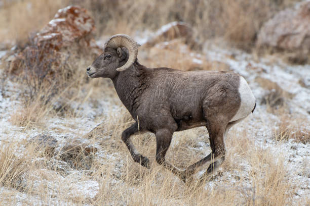 montanha rochosa colorado bighorn ovelhas.  bighorn ram perseguindo ovelhas durante a rotina anual. /bighorn ram em fuga. - bighorn sheep ram sheep winter - fotografias e filmes do acervo