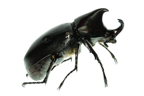 istock rhinoceros hercules beetle 180376651