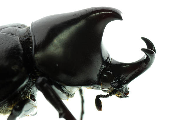 istock rhinoceros hercules beetle 180376671
