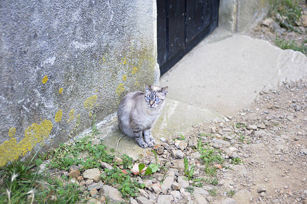 Cat at door stock photo