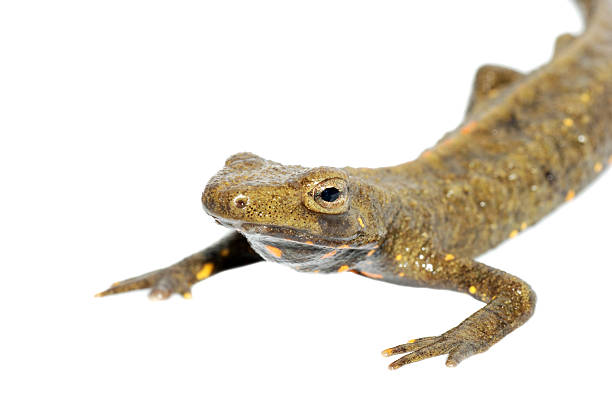 istock animal chinese salamander isolated 180377188