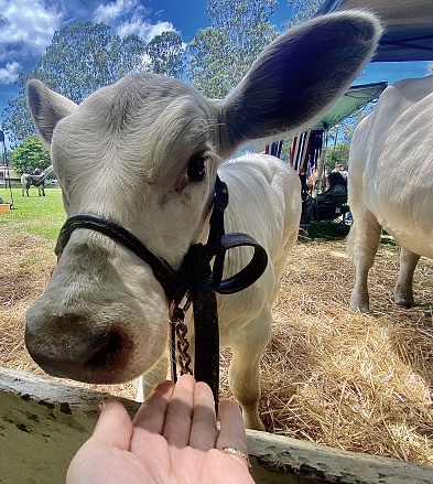 Horizontal close up of petting calf through fence with harness bridle on in hay at country cattle show Bangalow NSW Australia