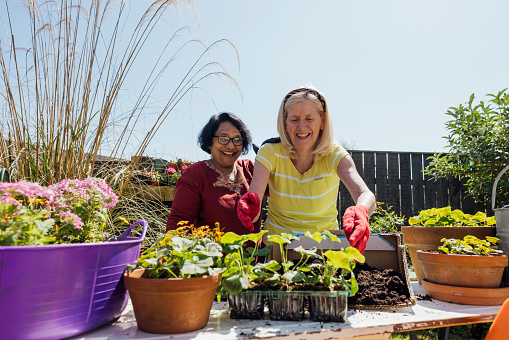 Two friends who are in a sunny garden are potting plants that are bee and butterfly friendly .