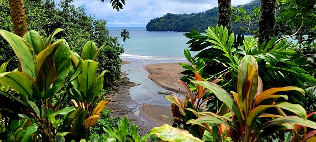 Tropical rainforest at the sea on the island