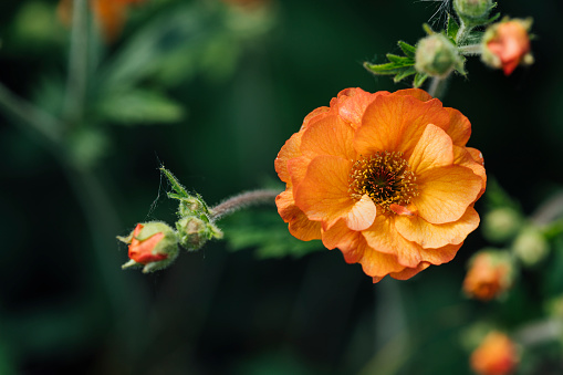 An image of a flower and bud of the Geum plant. Characteristics: Clump-forming deciduous perennial with mid-green foliage and orange flowers.\nFlourishing Season: Pale orange flowers appearing all through Summer into Autumn.\nWater & Maintenance: Plant In moist, well-drained soil. Keep in full sun.