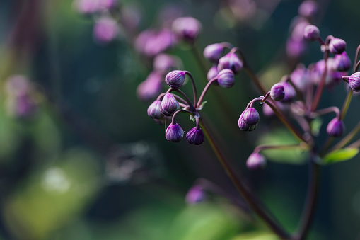 A close up of purple flower buds in the garden