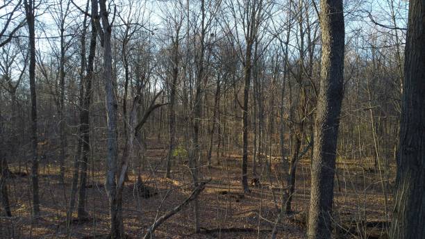 istock Scenic view of a mysterious forest, with bare trees and plants providing ample shade at fall 1803783382