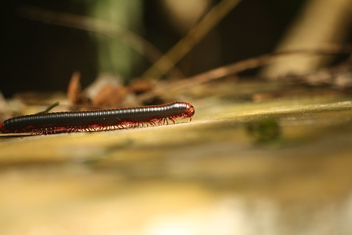 A vibrant red centipede seen crawling through the soil