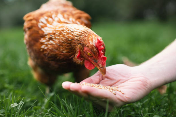istock Farmer is feeding hen from hand 1803791347