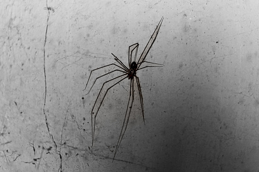 The type of spider that nests in the corner of the room, the spider that nests in the house