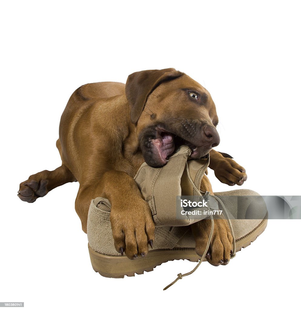 Rhodesian ridgeback puppy chewing on his master's army boots Shoe Stock Photo