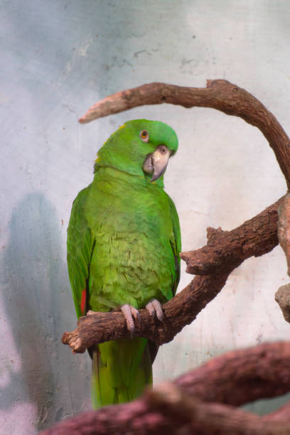 retrato da amazona-de-bico-amarelo (amazona collaria) também chamada de amazona jamaicana. papagaio verde empoleirado em galho em floresta tropical. papagaio endêmico da jamaica. - parrot tropical bird gold and blue macaw amazon parrot - fotografias e filmes do acervo