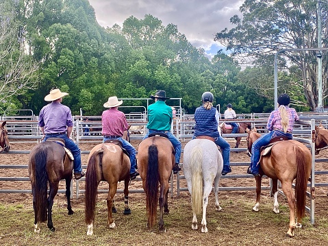 Horizontal stock horses lined up viewed from behind along fenced yard awaiting there turn in a camp draft competition at horse show in rural country town Bangalow Australia