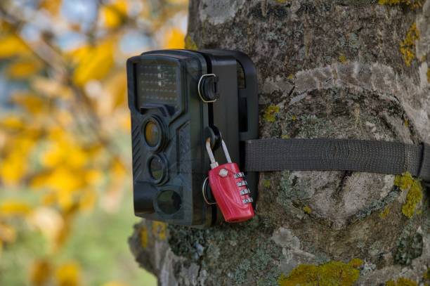 istock Camera trap mounted on a tree trunk and secured with a combination lock for monitoring an orchard. 1803814162