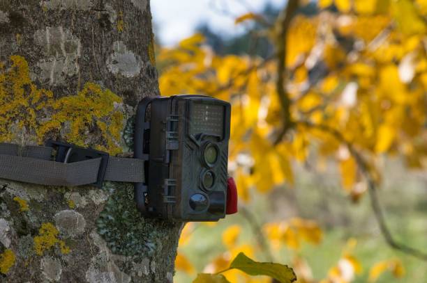istock Camera trap mounted on a tree trunk and secured with a combination lock for monitoring an orchard. 1803814164