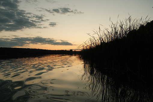 Almost on the shore, reeds in the shade.