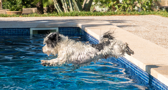 Spain, Arta, September 05, 2017 - Havanese dog jump into swimming pool