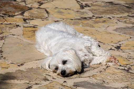 Spain, Arta, July 10, 2016 - Dog sleeping on stones in the sun