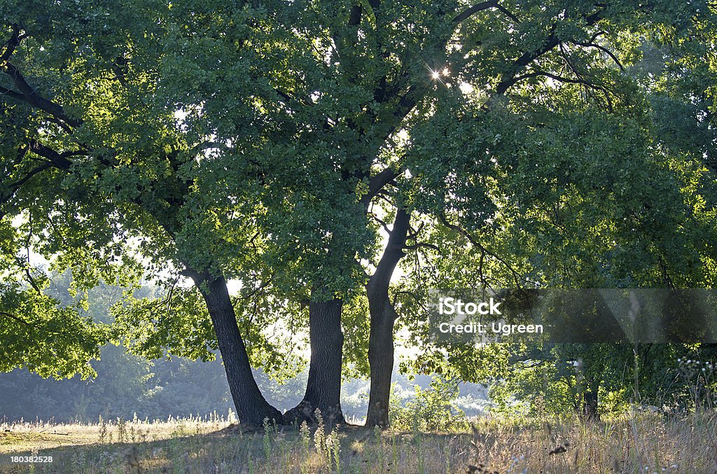 오크 나무 - 로열티 프리 0명 스톡 사진