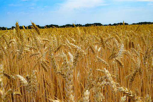 Ears of wheat. Summer in golden colors Harvest. Combine harvester threshes grain in the harvest field. A vast territory under a clear blue sky