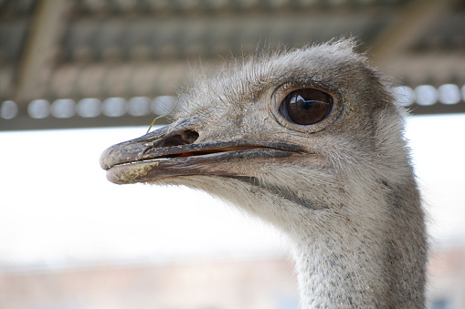 Ostrich in the zoo. Ostrich head and big eyes. Big animals