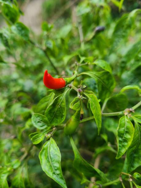 istock Red chili in the green garden 1803833971