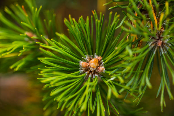 istock Summer flower in Capcir, Pyrenees, France 1803836246