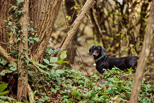 A cute dachshund dog, wearing a collar, walking around the forest, in nature.