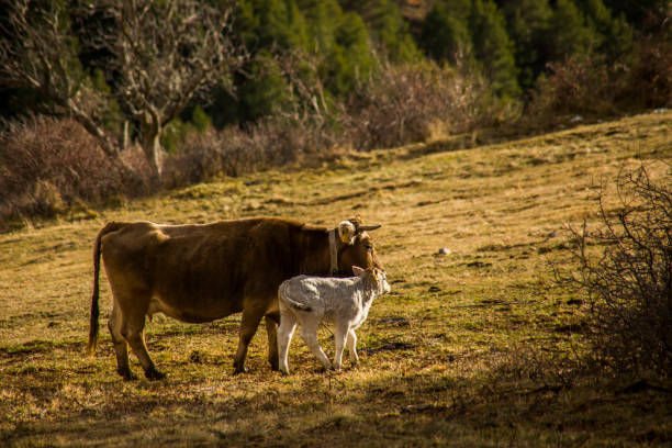istock Mountain cow in La Cerdanya, Barcelona, Spain 1803843064