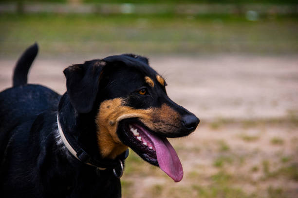 istock Dog enyoing and playing in grass in summer day 1803851367