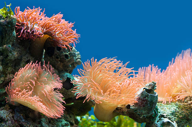 istock Colorful coral reef background 180385655