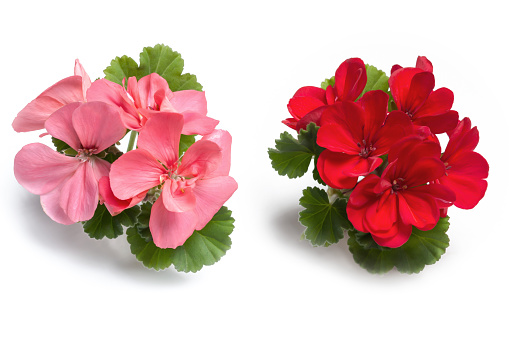 Red and pink geranium flower blossoms with green leaves isolated on white background, colorful geranium flowers template concept. Close up view