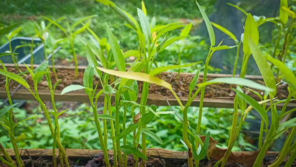 istock Water spinach seeds are uprooted in sprouts on bamboo trees 1803866842