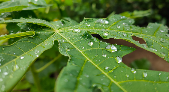 Dark green papaya leaves, with water droplets on them, after rain