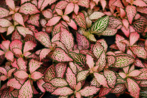 Closeup on a colorful cluster of pink colored indoor nerve plants, Fittonia argyroneura