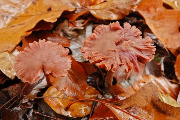 Closeup on two edible deceiver mushroom or , waxy laccaria laccata on the forest floor Natural closeup on two edible deceiver mushroom or , waxy laccaria laccata on the forest floor laccata stock pictures, royalty-free photos & images