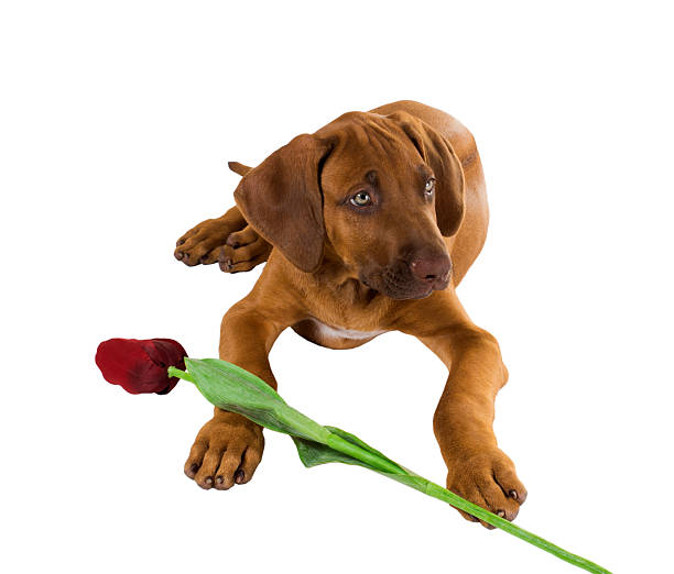 istock Rhodesian ridgeback puppy and  tulip flower on  white backgrou 180388365