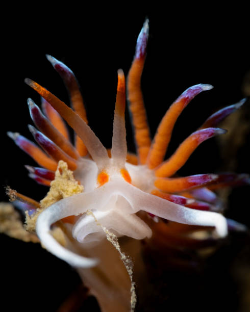 Cratena peregrina
